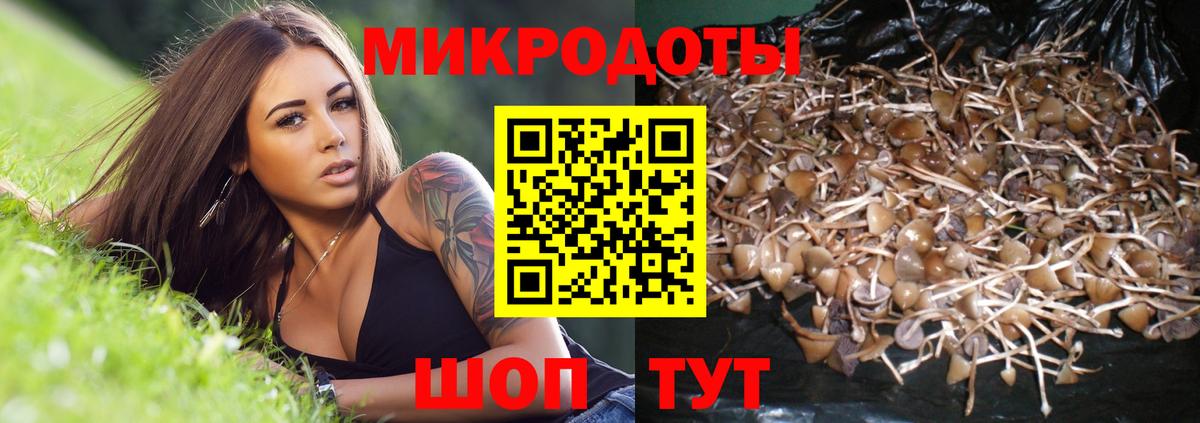 Артём  Псилоцибиновые грибы мицелий  Вход с VPN 